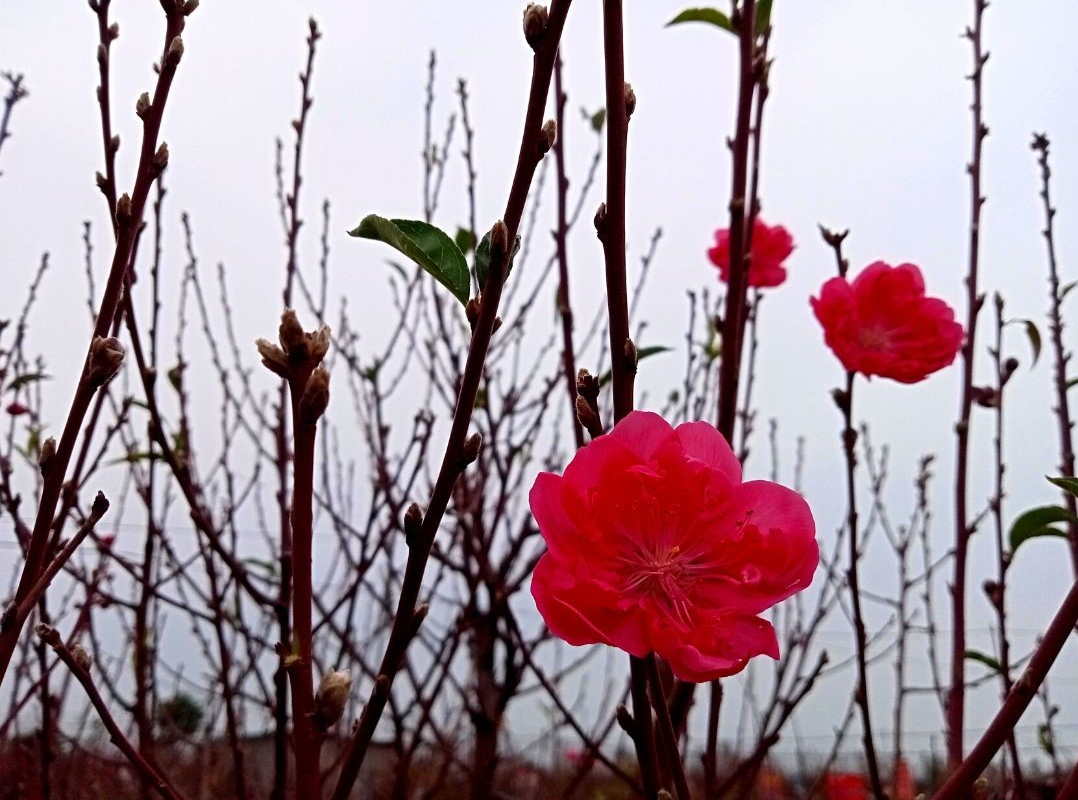 The Art, Science, and Magic of Nhat Tan's Dao Trees