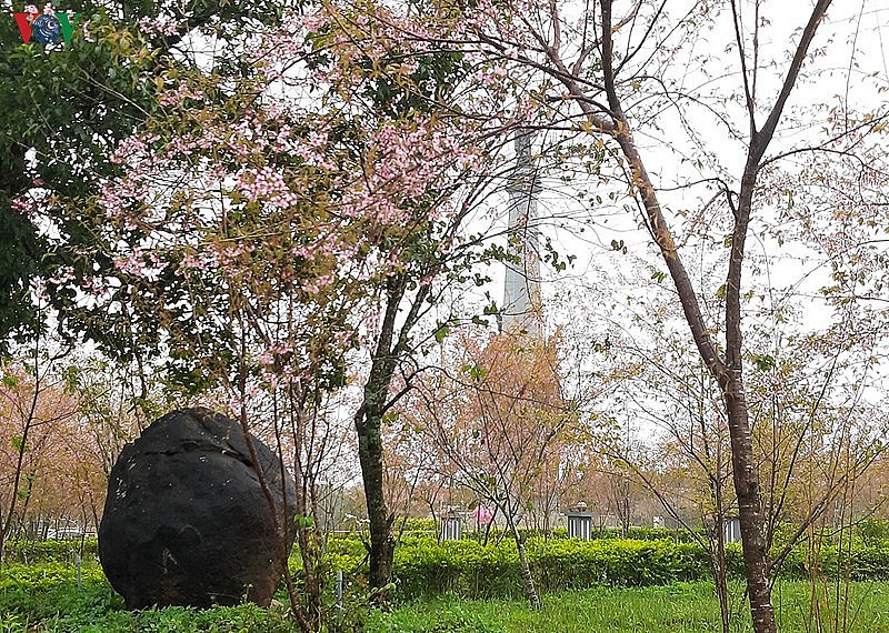 Cherry Blossoms in Full Bloom, Attracting Visitors to Mang Den
