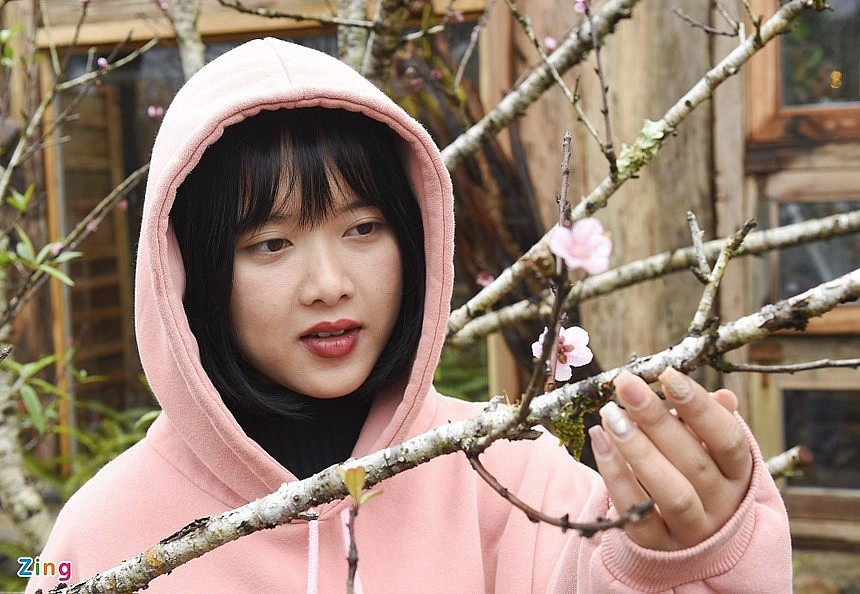 Cherry Blossoms in Full Bloom, Attracting Visitors to Mang Den