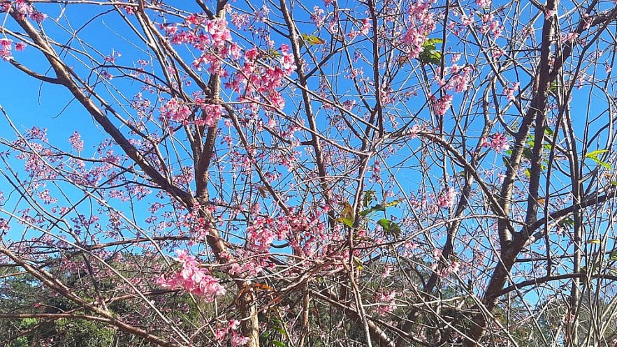 Cherry Blossoms in Full Bloom, Attracting Visitors to Mang Den