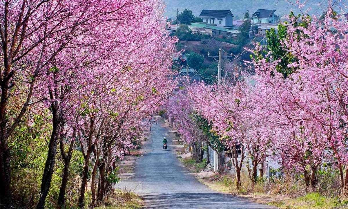 Pink cherry blossoms glow at a street corner in Da Lat. Photo by Bill Balo