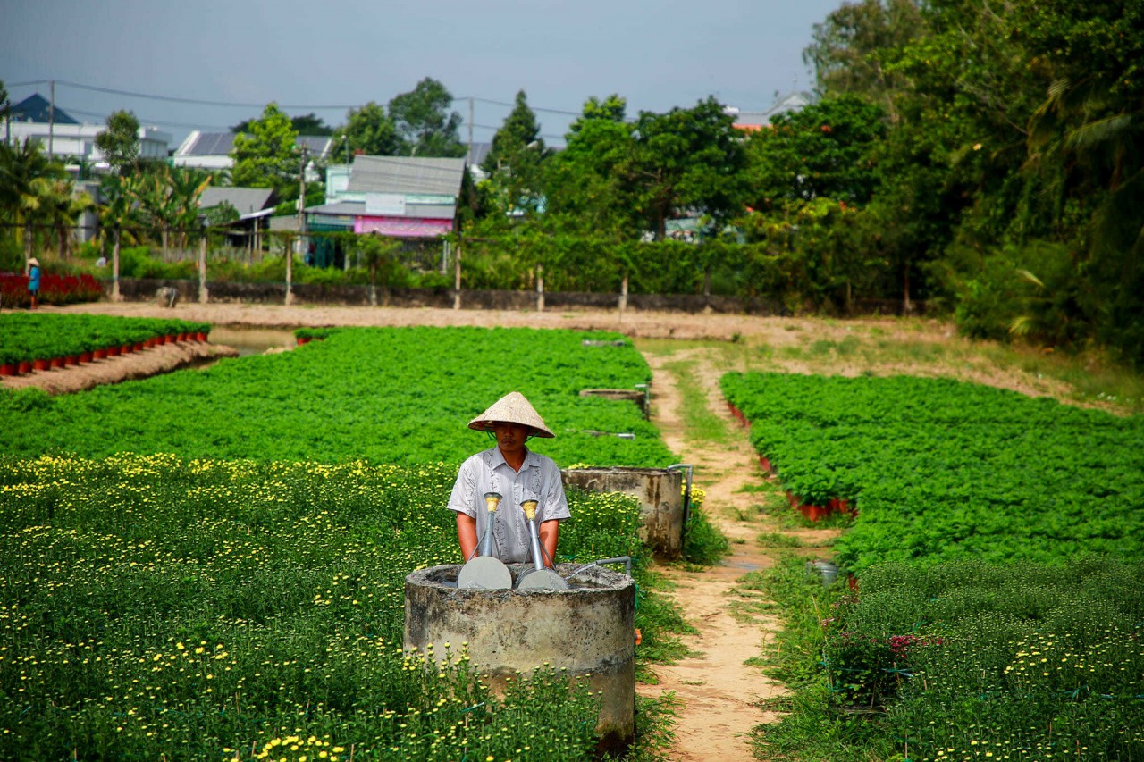 These days, farmers are busy taking care of flowers to export to the market. Photo: Nguyen Thanh Tuan