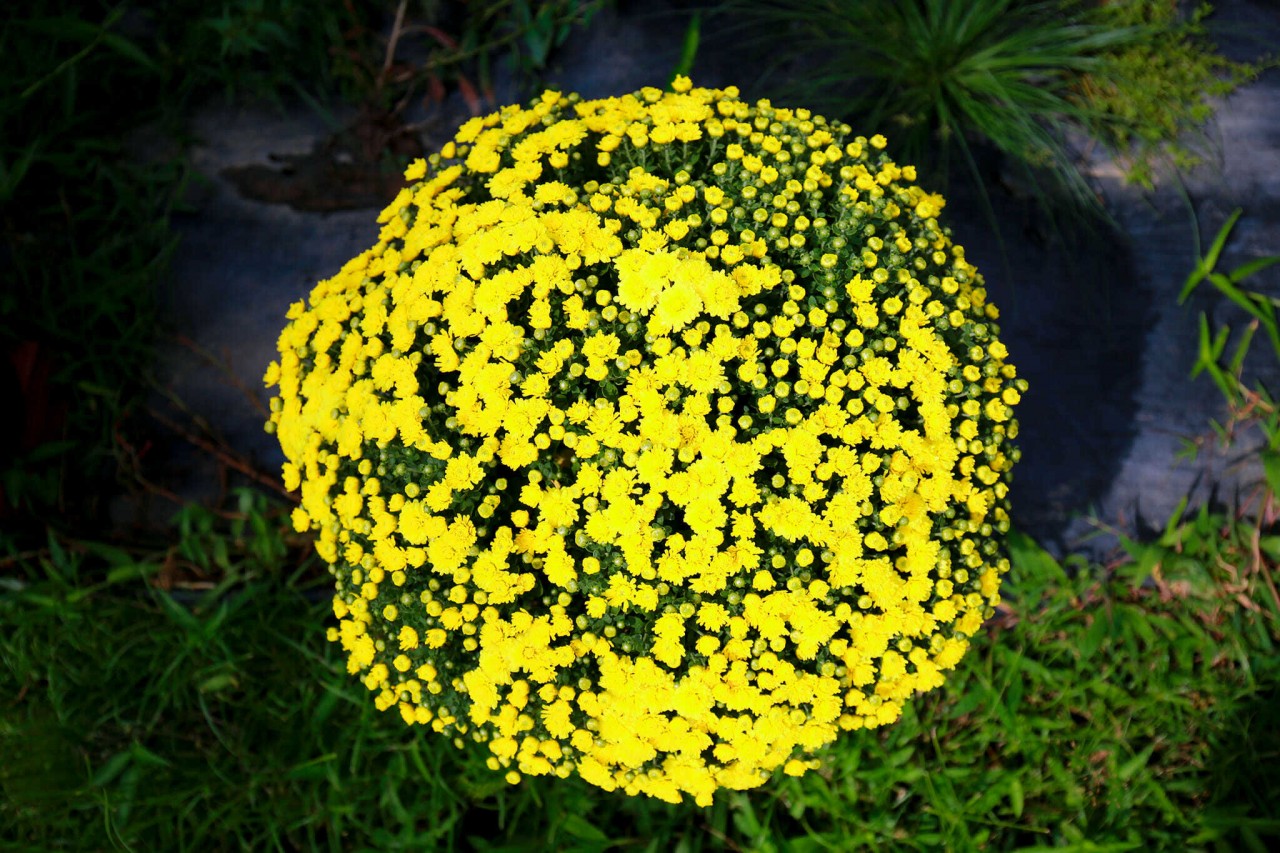 Raspberry chrysanthemum, a flower that is very popular with Westerners every Tet holiday. Photo: Nguyen Thanh Tuan