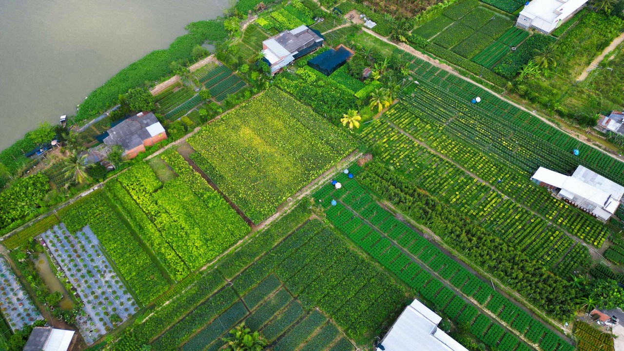 The flower field in Cho Lach (Ben Tre) seen from above, most of the flowers have not yet bloomed to wait for the Lunar New Year. Photo: Nguyen Thanh Tuan 