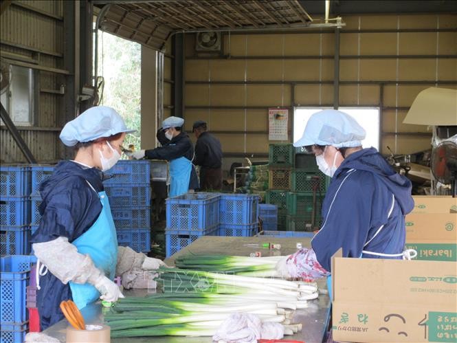 Vietnamese workers work at Carry System joint stock company in Japan's Ibaraki prefecture. Photo: VNA
