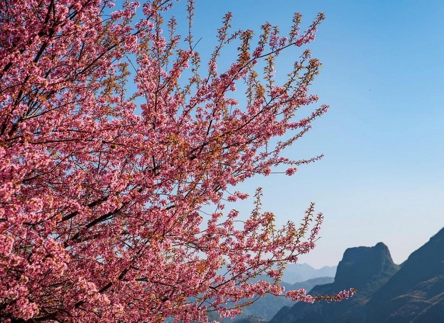 Cherry Blossoms in Ha Giang: A One of A Kind  Natural Wonder
