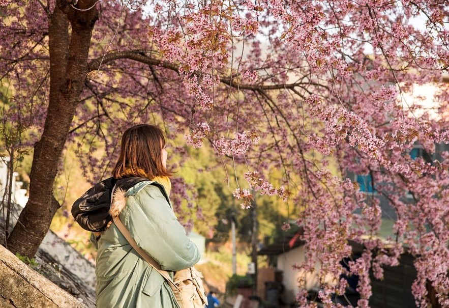 Cherry Blossoms in Ha Giang: A One of A Kind  Natural Wonder