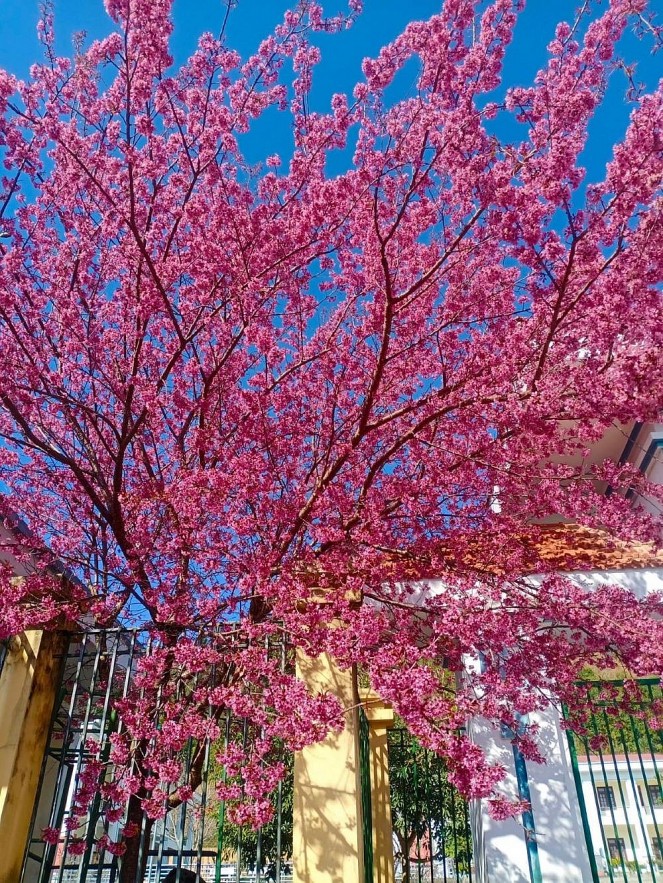 Cherry Blossoms in Ha Giang: A One of A Kind  Natural Wonder