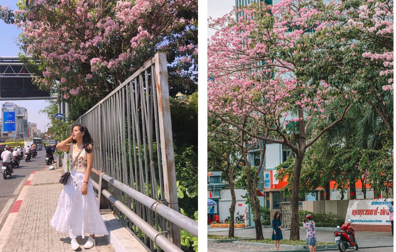 Blooming rosy trumpet trees beautify HCM City streets