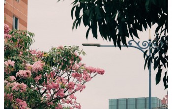 Blooming Rosy Trumpet Trees Beautify HCM City Streets