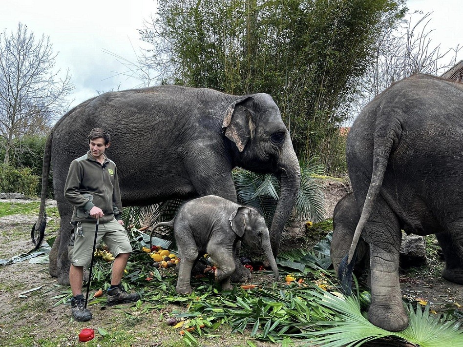 Bao Ngoc is the second child of elephant father named Nam, born in 2002.