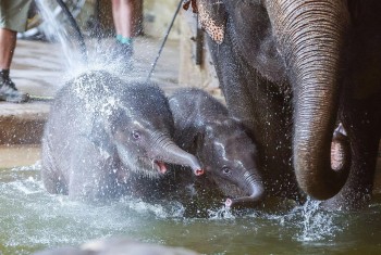 Vietnamese Ambassador to Germany Becomes Patron of Baby Elephant