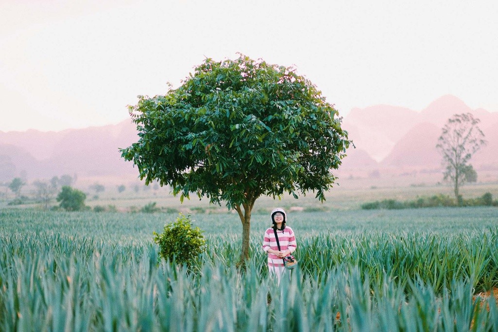 Tam Diep Pineapple Hill: Favorite Check In Place of Young People