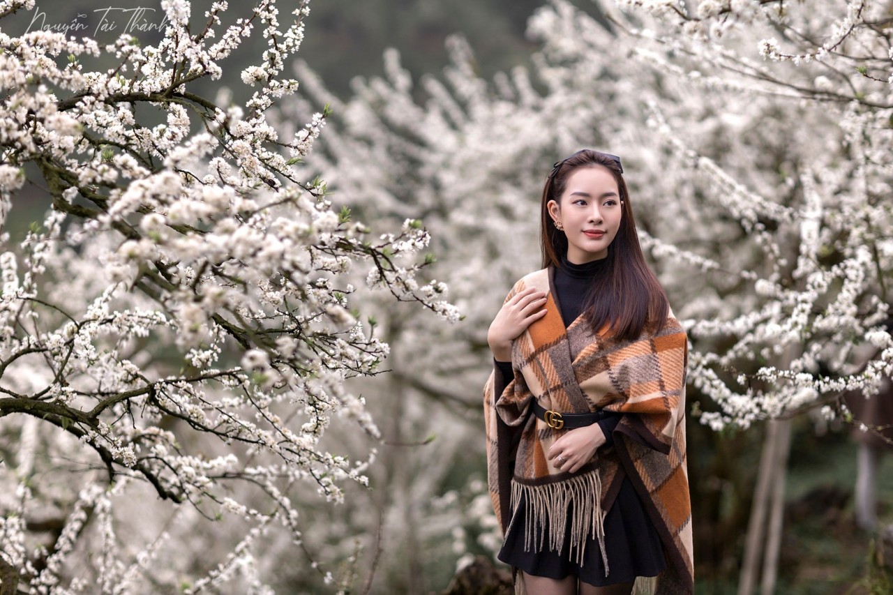 top sites to enjoy gorgeous white plum blossoms in moc chau