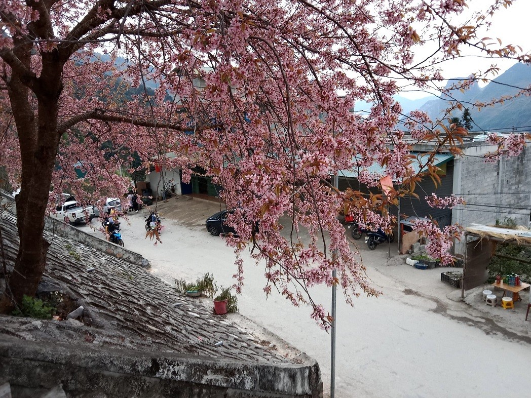 Every year, cherry blossoms in Ha Giang province will bloom from February to March, a little later than Da Lat. Source: Nguyen Tien Phong