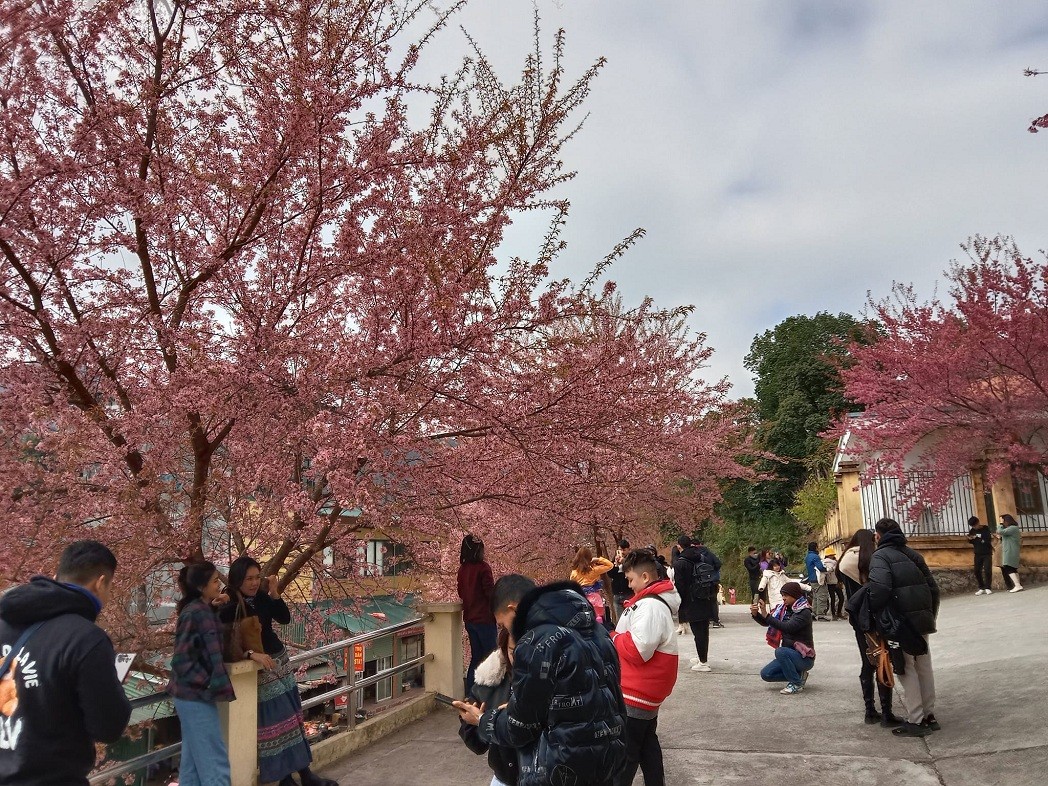 Almost no leaves left on the branches. Source: Nguyen Tien Phong Almost no leaves left on the branches. Source: Nguyen Tien Phong