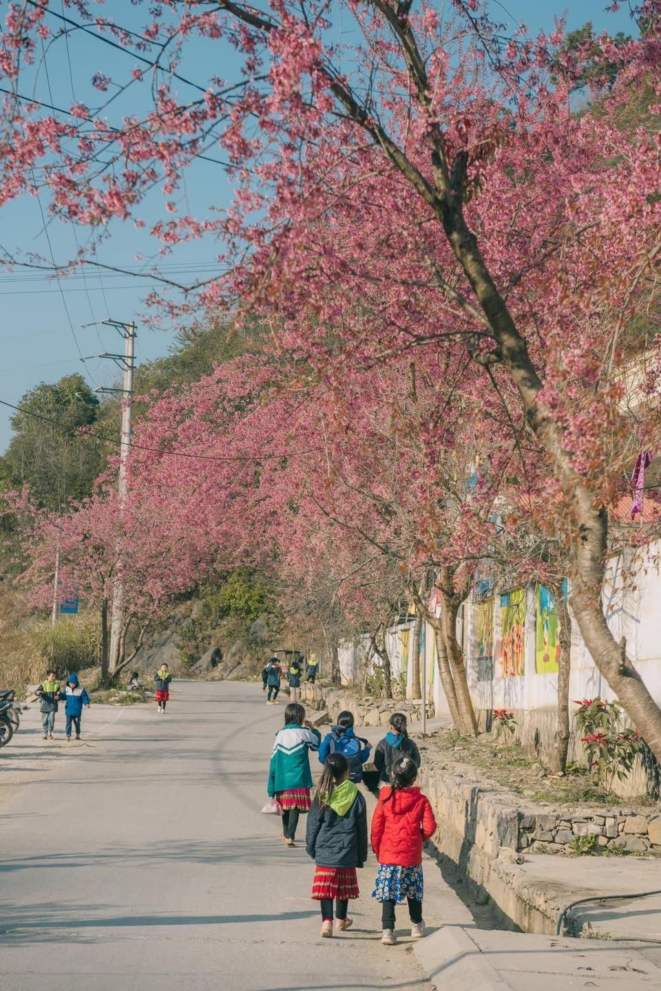 Stunning Peach Blossom Bloom on Ha Giang Stunning Peach Blossom Bloom on Ha Giang