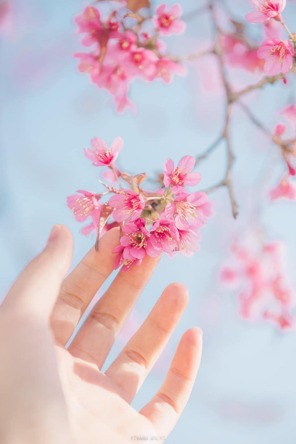 Stunning Peach Blossom Bloom on Ha Giang