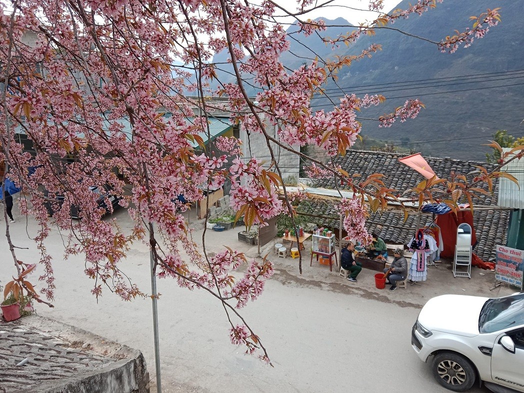 The time when peach blossoms bloom is concurrent with the spring rice crop. Source: Nguyen Tien Phong The time when peach blossoms bloom is concurrent with the spring rice crop. Source: Nguyen Tien Phong