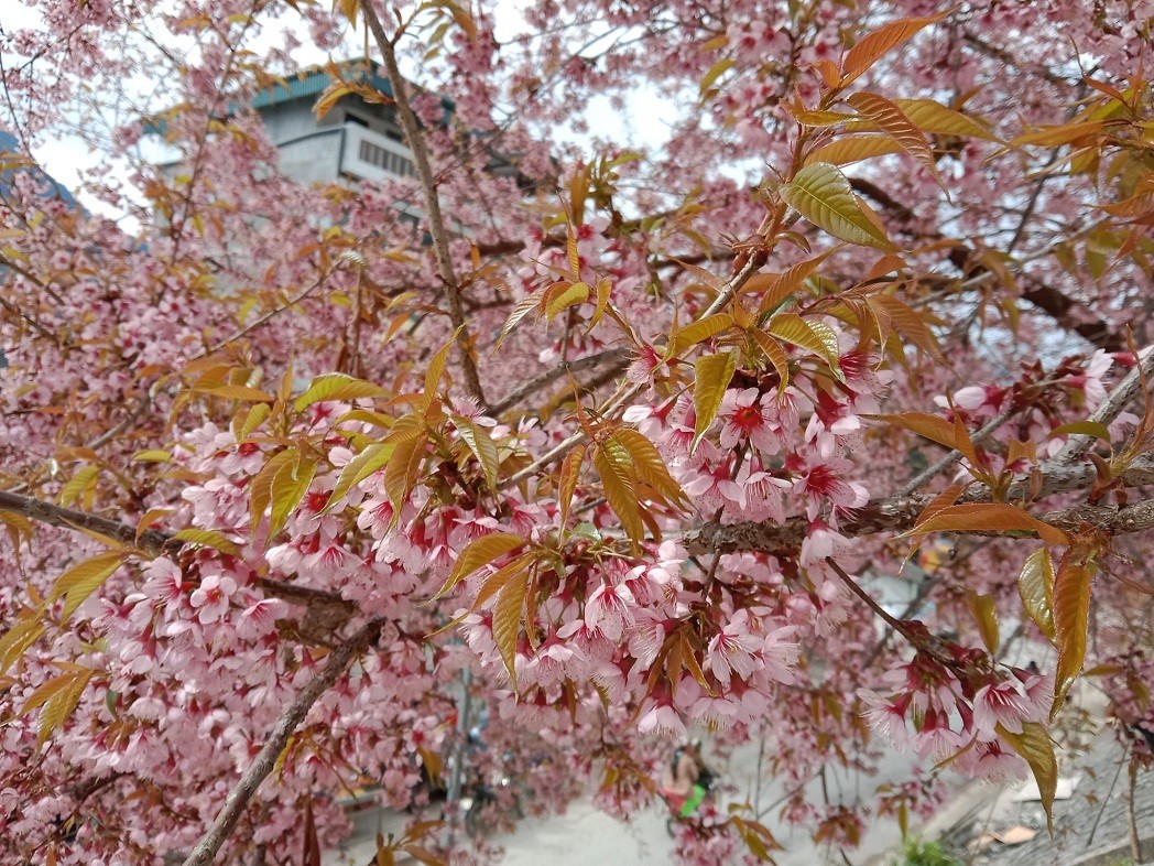 Peach blossoms are grown by ethnic minority people in Ha Giang. Source: Nguyen Tien Phong