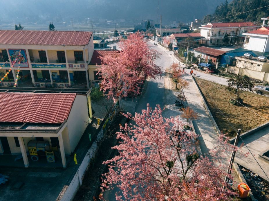 This year, spring comes early, so Ha Giang cherry blossoms also bloom earlier than last year, especially in communes of Dong Van district. From mid-January, flowers have begun to bloom. Source: Bui Ngoc Cong
