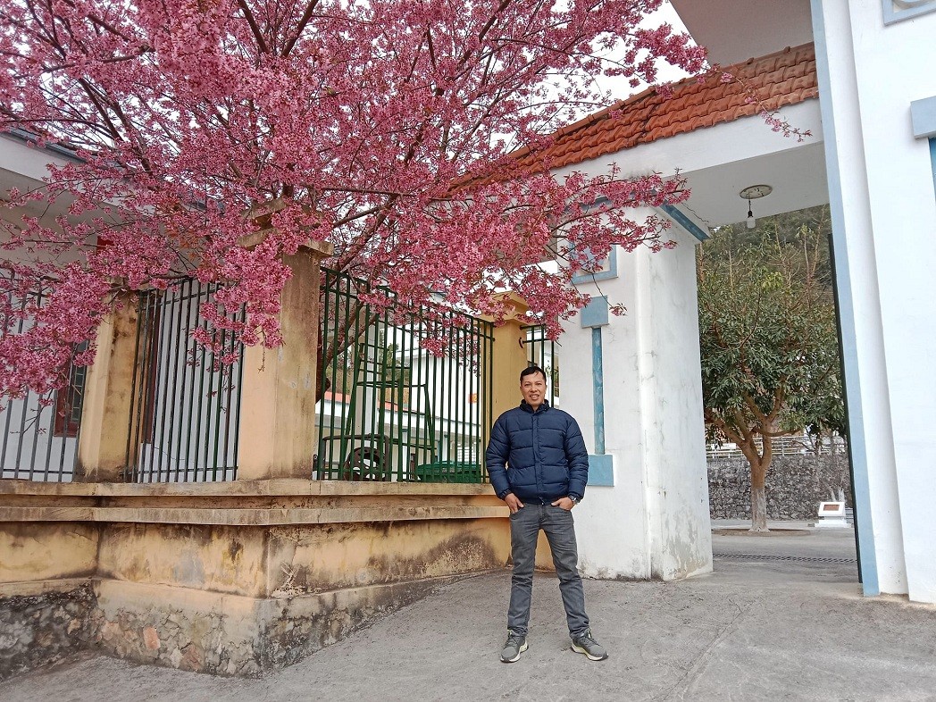 stunning pink peach blossom bloom in ha giang