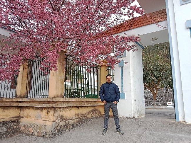 Stunning Pink Peach Blossom Bloom in Ha Giang