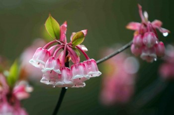 The Rare Beauty of Bellflower Cherry on Ba Na Peak