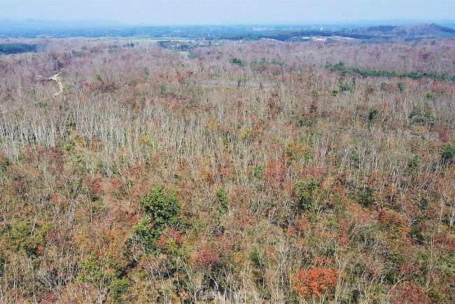 The Captivating Beauty of the Rubber Forest in Ha Tinh