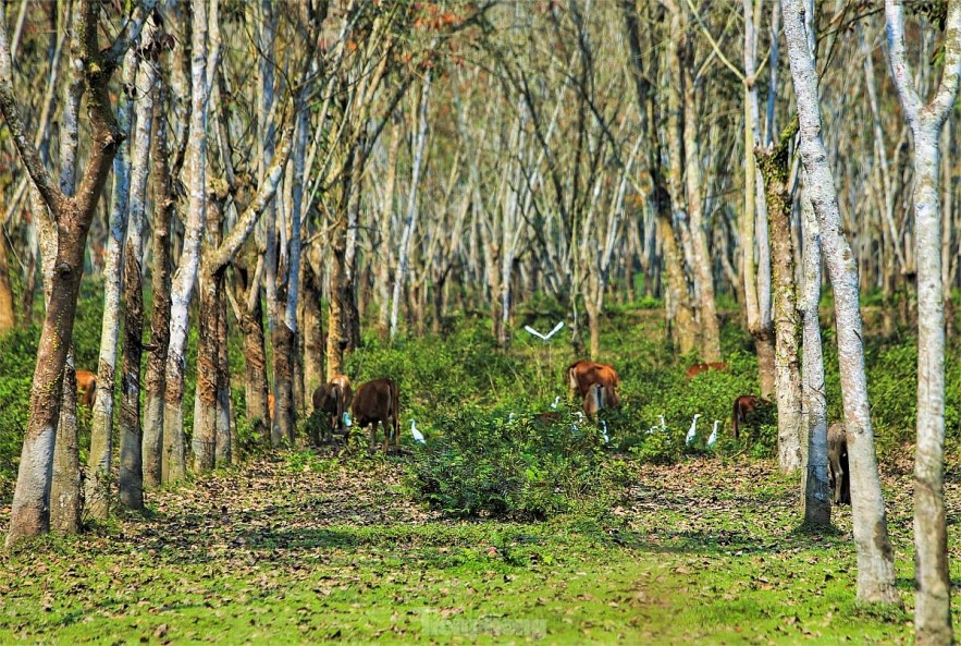 The Captivating Beauty of the Rubber Forest in Ha Tinh