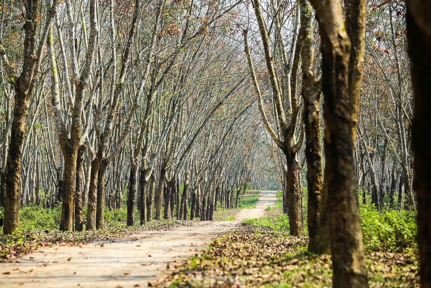 The Captivating Beauty of the Rubber Forest in Ha Tinh
