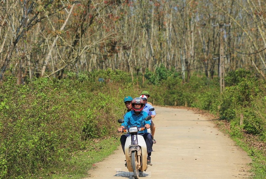 The Captivating Beauty of the Rubber Forest in Ha Tinh