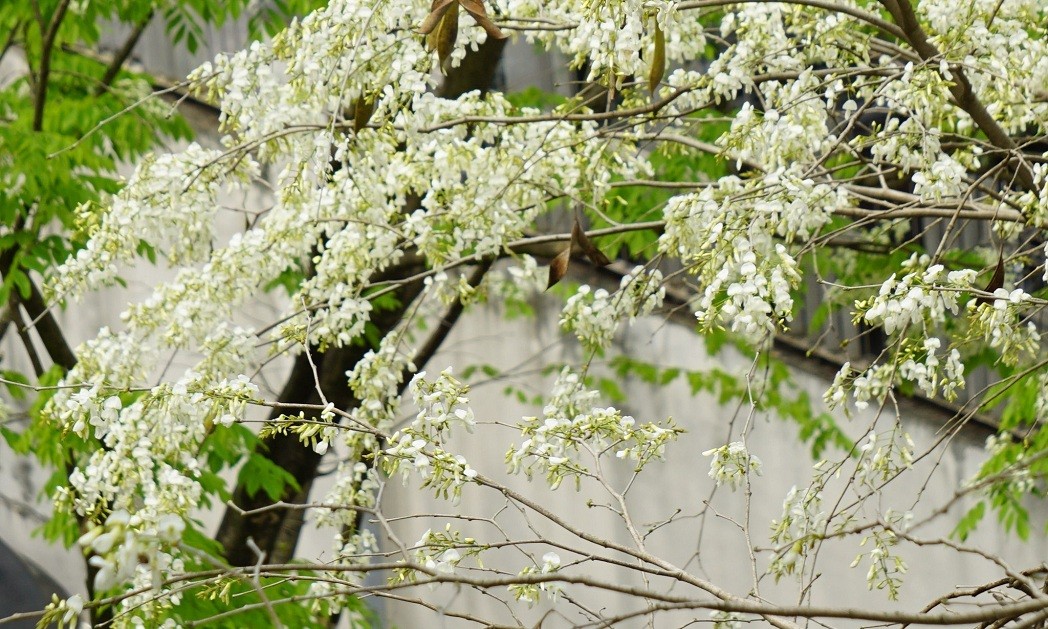 Blossoming Sua Flowers Decorate Hanoi's Streets During Spring Days Blossoming Sua Flowers Decorate Hanoi's Streets During Spring Days