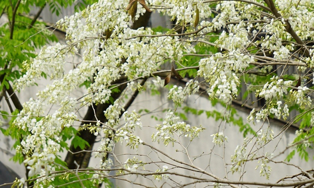 Blossoming Sua Flowers Decorate Hanoi's Streets During Spring Days