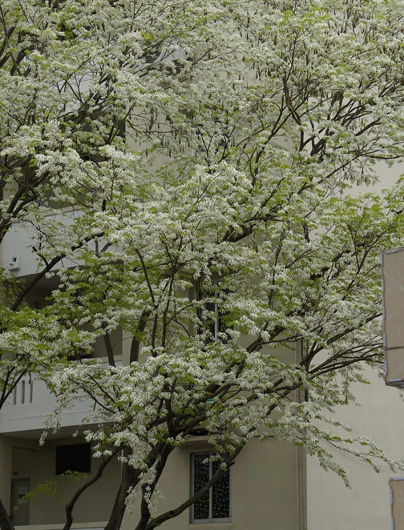 Blossoming Sua Flowers Decorate Hanoi's Streets During Spring Days