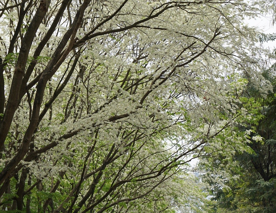 Blossoming Sua Flowers Decorate Hanoi's Streets During Spring Days