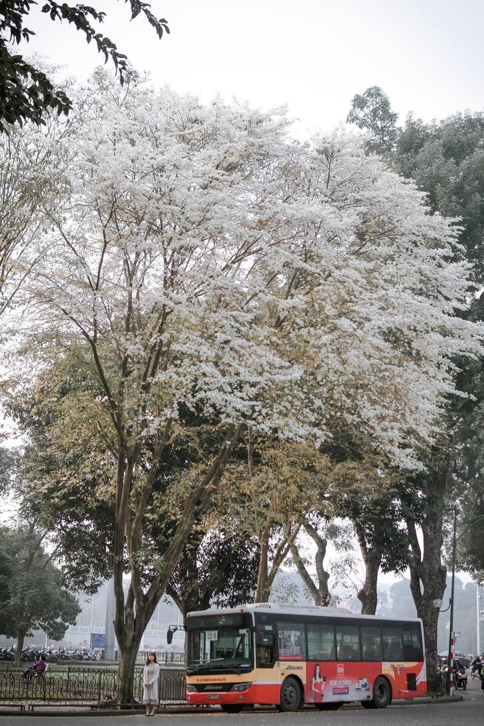 Blossoming Sua Flowers Decorate Hanoi's Streets During Spring Days