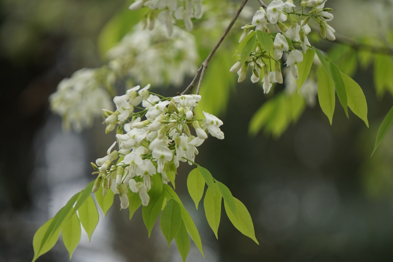 Blossoming Sua Flowers Decorate Hanoi's Streets During Spring Days