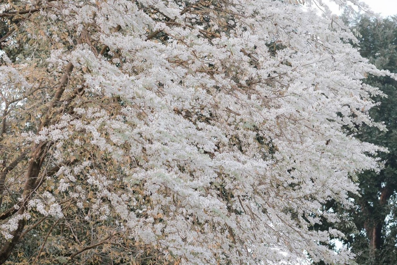 Blossoming Sua Flowers Decorate Hanoi's Streets During Spring Days Blossoming Sua Flowers Decorate Hanoi's Streets During Spring Days