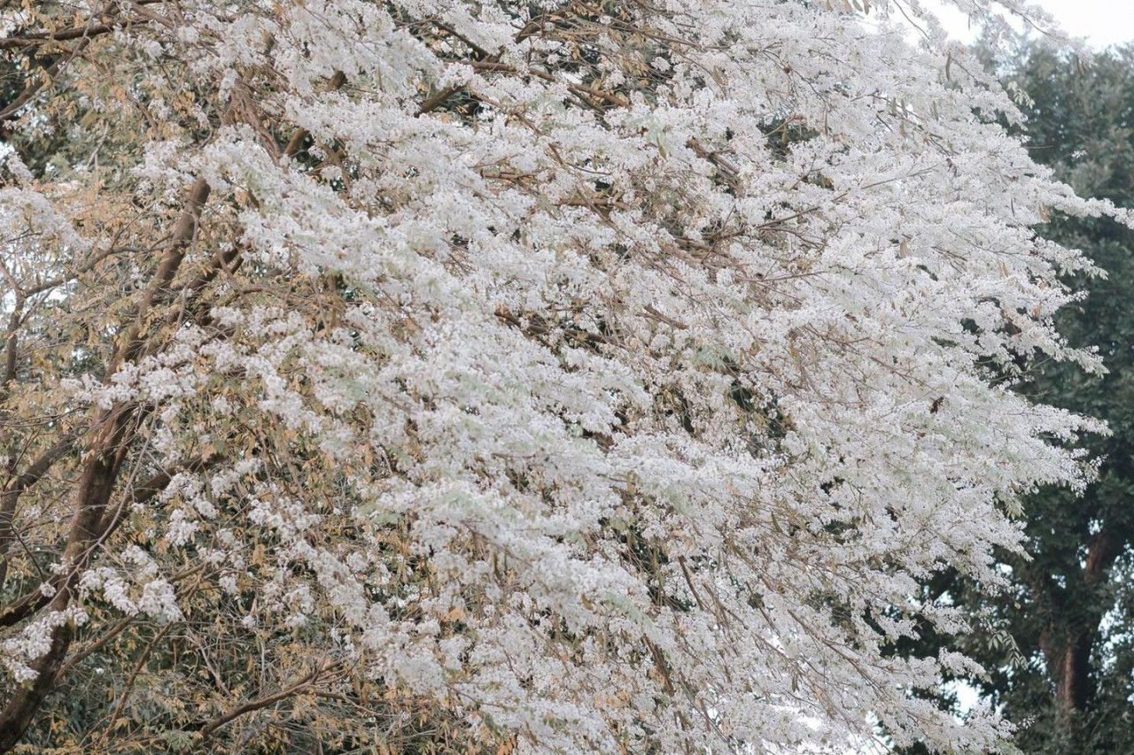 Blossoming Sua Flowers Decorate Hanoi's Streets During Spring Days