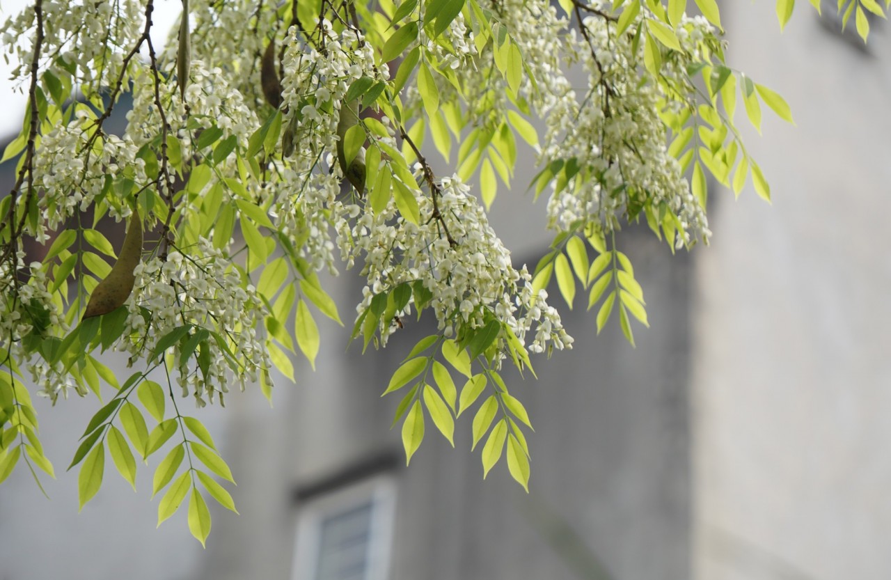 Pure White Sua Flowers Decorate Hanoi's Streets During Spring Days