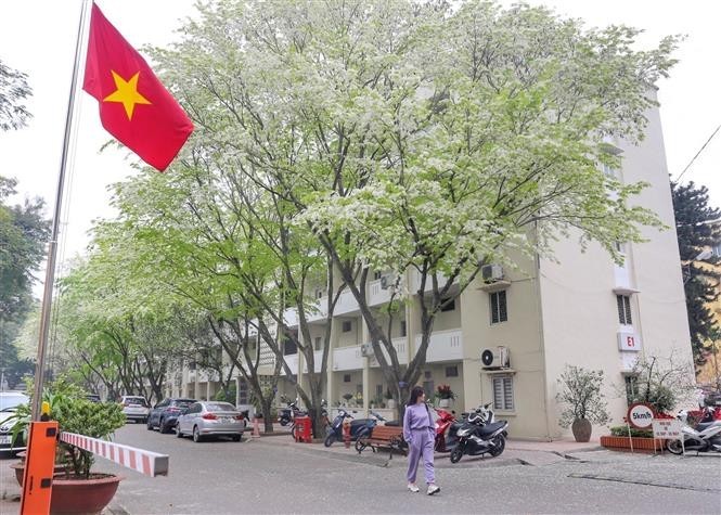 Blossoming Sua Flowers Decorate Hanoi's Streets During Spring Days