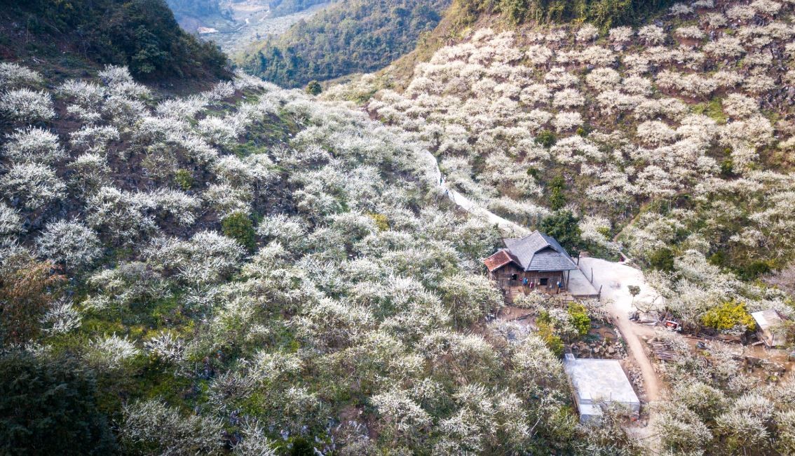 Get Lost in Farytale-like Moc Chau's Little-Known Plum Valley