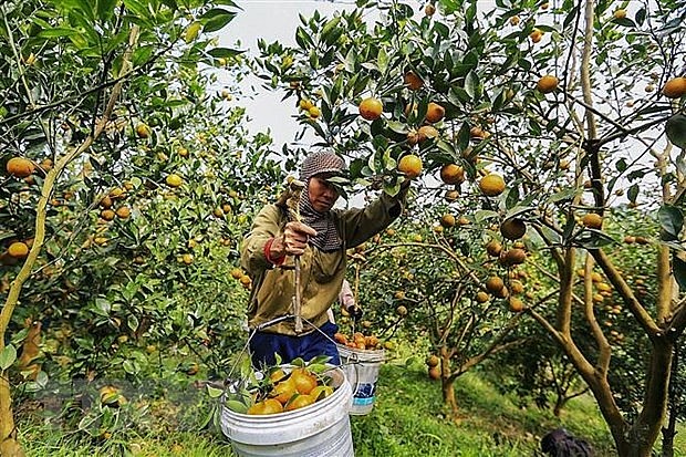 First Shipment of Vietnamese Cao Phong Oranges Departs to UK