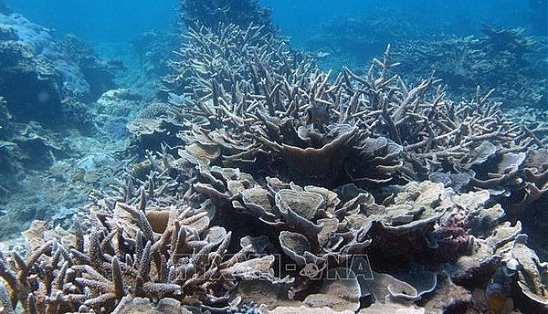 Vietnam Puts Forward Initiatives for Marine Biological Diversity