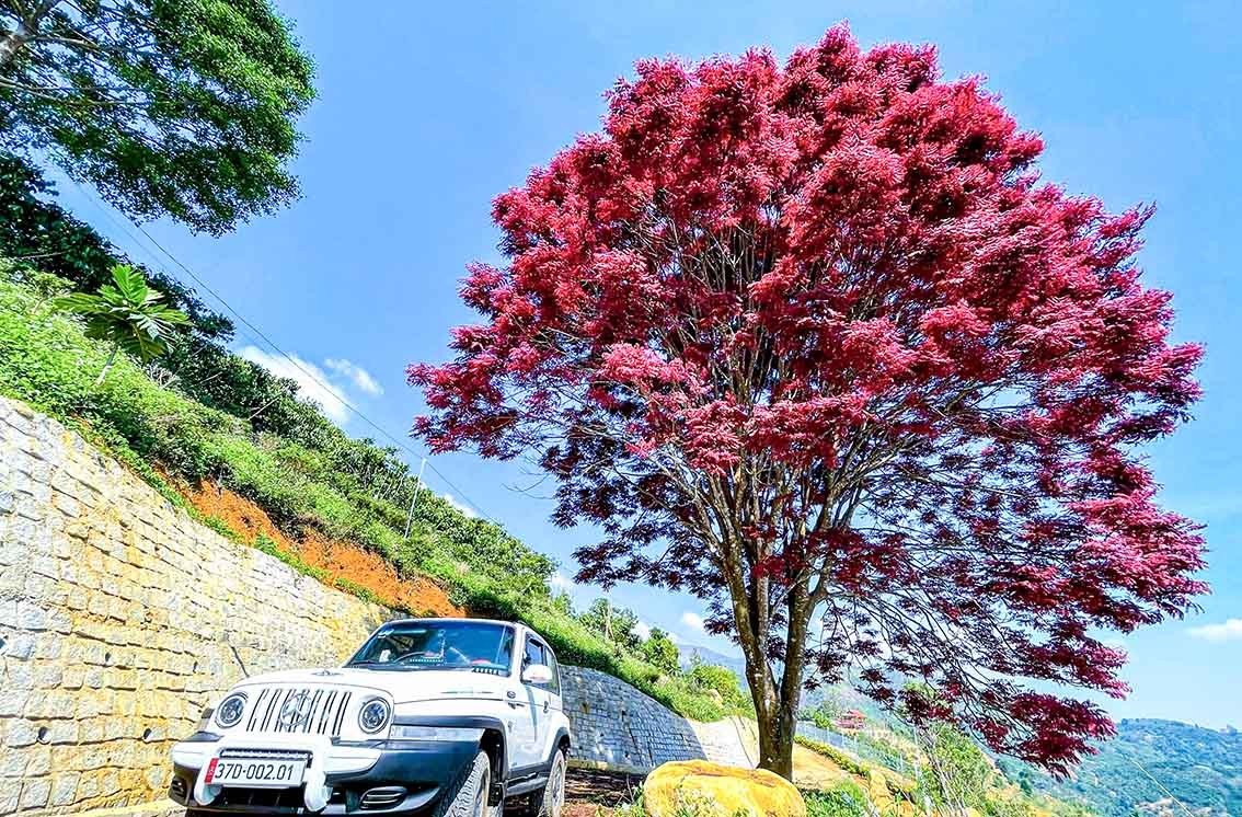 Finding The Name Of The Mesmerizing Lonely Red-Leaf Tree In Lam Dong