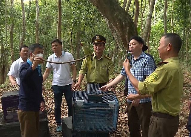 200 wild animals saved from trafficking are released at the Phong Nha - Kẻ Bàng National Park, Quang Binh Province. Photo: VNS