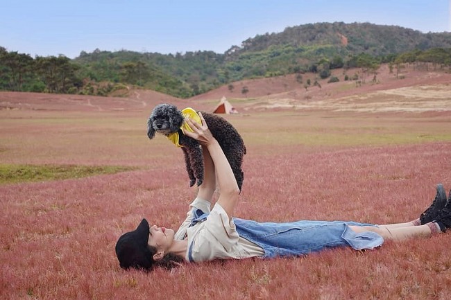 Embark In A Journey To Explore The Poetic Masara Pink Grass Hill In Lam Dong