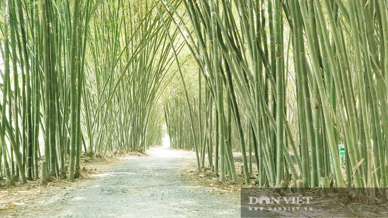 The bamboo garden was planted 30 years ago by Dang Van Sang in Phu Xuan hamlet, Thanh Hoa commune, Phung Hiep district, Hau Giang province. Photo: Dan Viet 