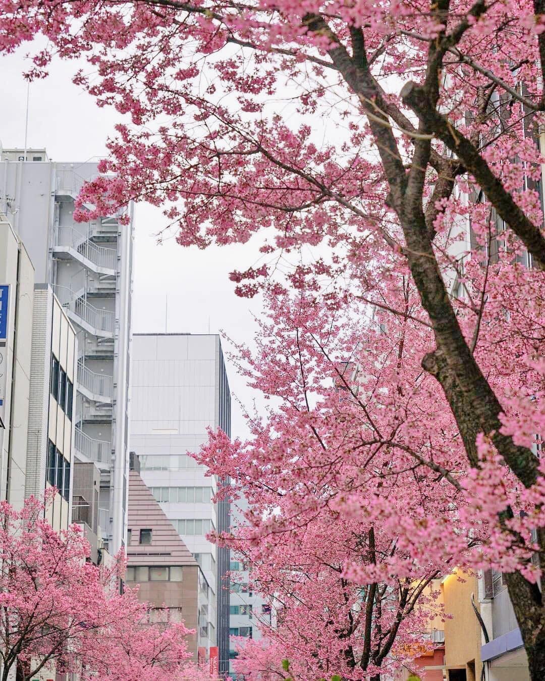 Cherry blossom in Ginza (Tokyo) (Photo: Truong Giang Nguyen)